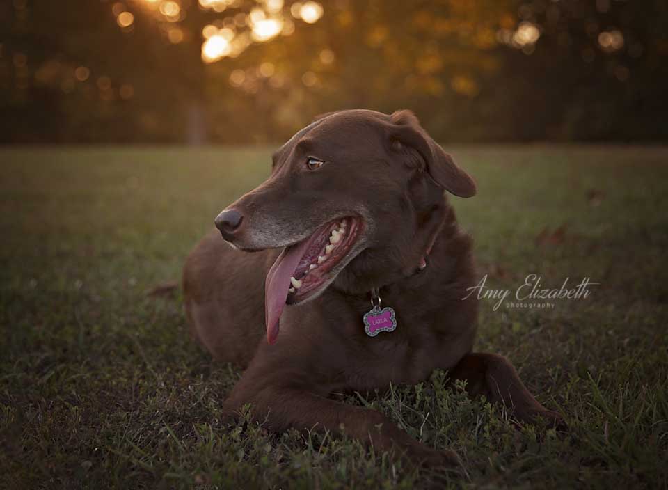 chocolate lab dog portrait
