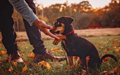 Family and Puppy Session – St. Louis Photographer