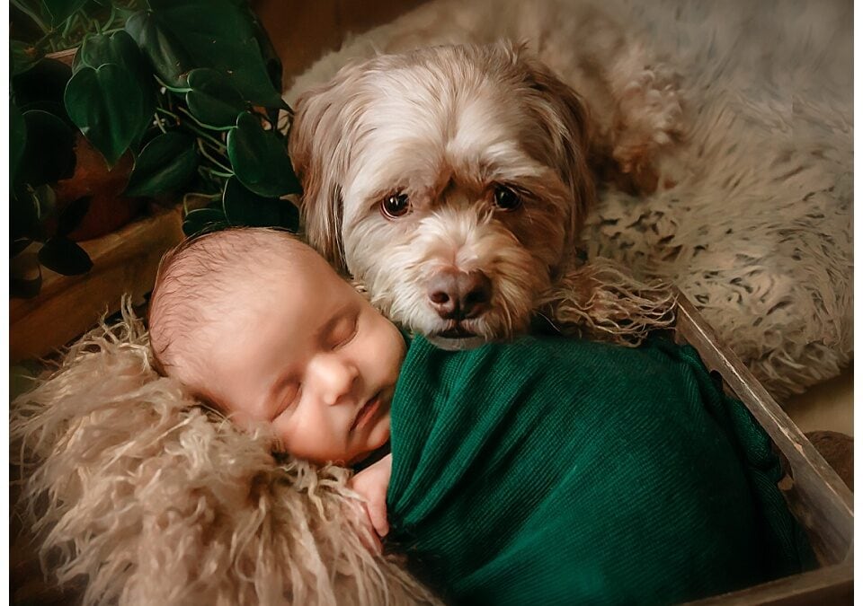 Amy Elizabeth Photography Newborn & Maternity Welcome & Pricing Guide