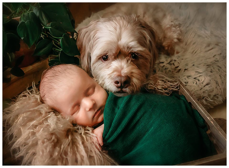 St. Louis Newborn Maternity Photographer